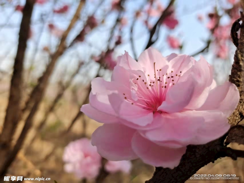 桃花