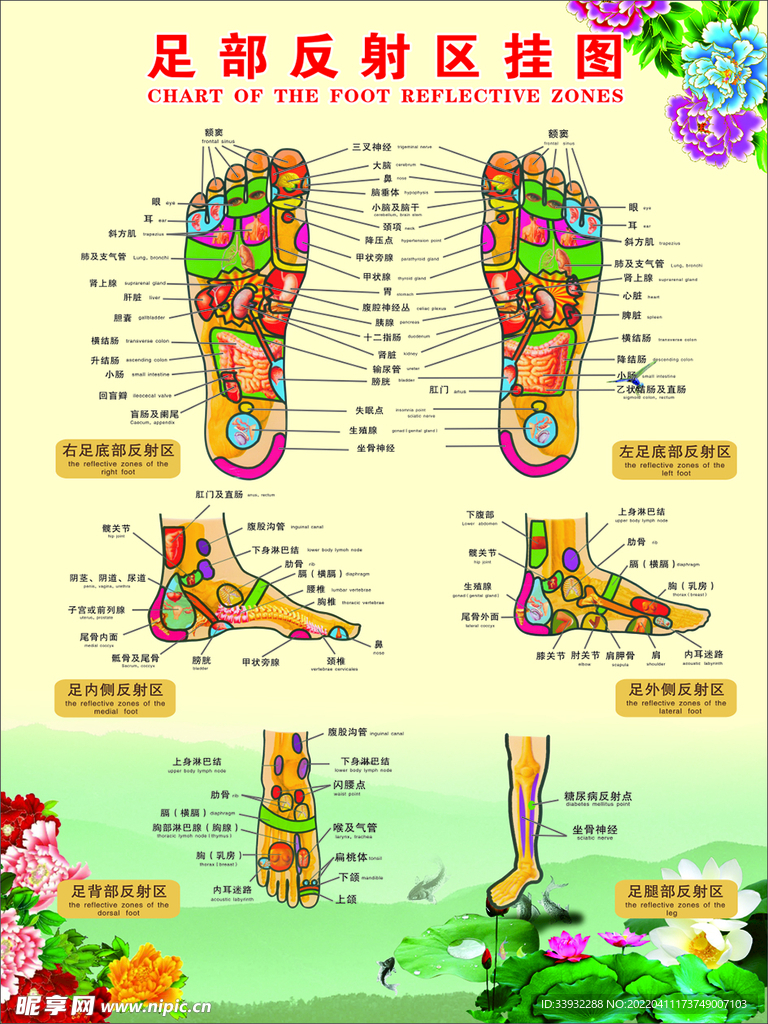 足部反射区挂图