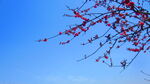 桃花开 蓝天素材  桃花源素材