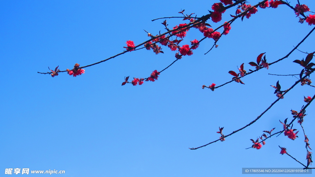 桃花开 蓝天素材  桃花源素材