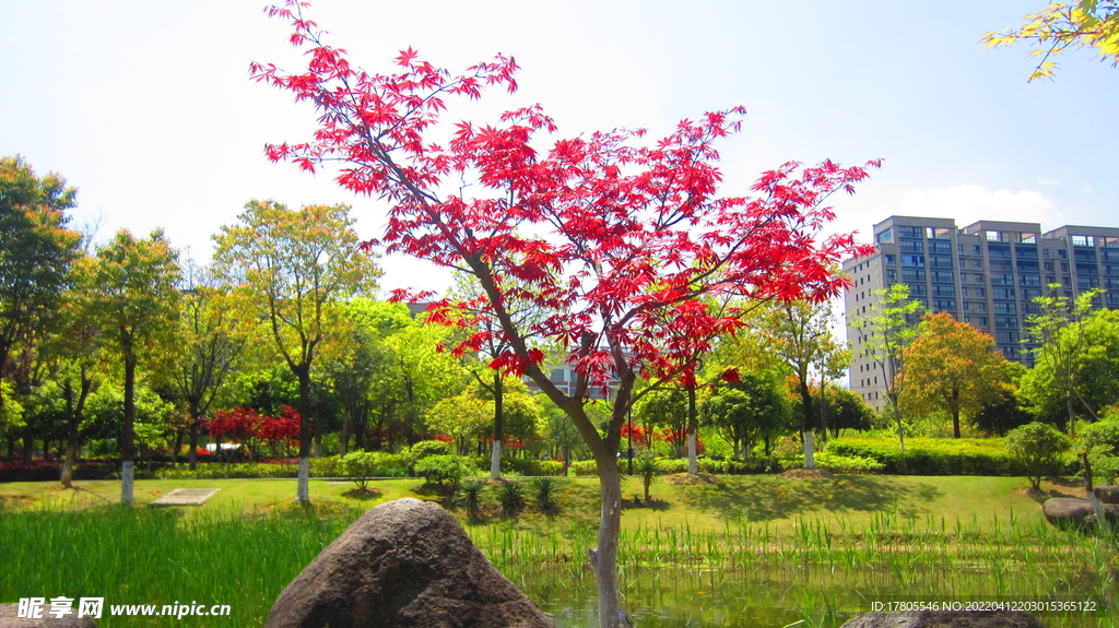 红色树叶 枫叶素材  公园美景