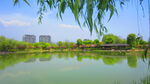 柳条树枝图片 江边风景素材  