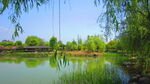 公园风景素材  湖岸美景 柳条