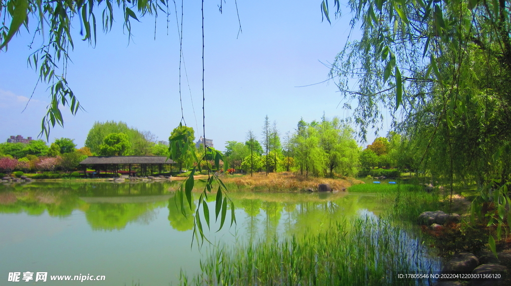 公园风景素材  湖岸美景 柳条