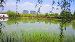 柳条树枝图片 江边风景素材  
