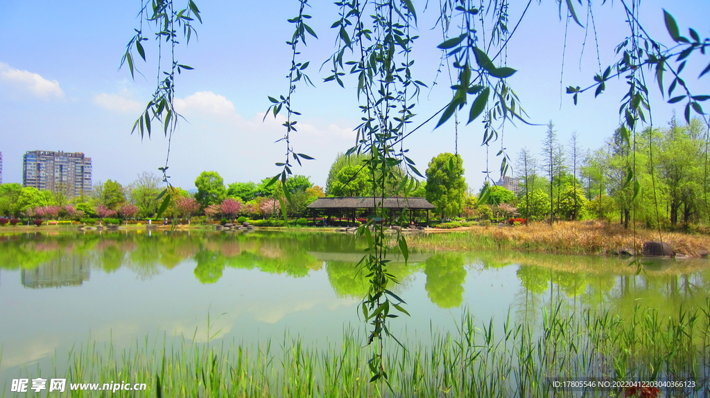 柳条树枝图片 江边风景素材  