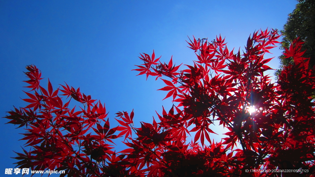 红色树叶 花红柳绿  枫叶美景