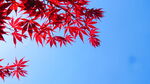 红色树叶 花红柳绿  枫叶美景