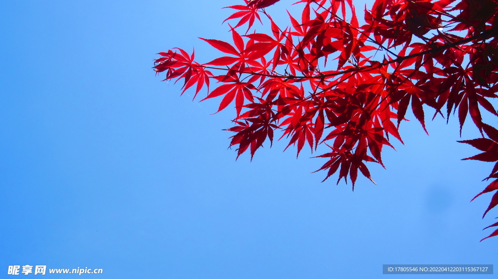 红色树叶 花红柳绿  枫叶美景