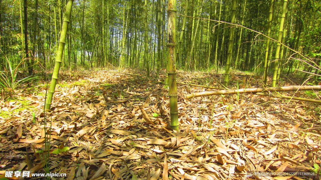 竹林  竹竿素材  景物景色 