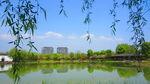 柳树美景视频 湖畔风景 微风吹