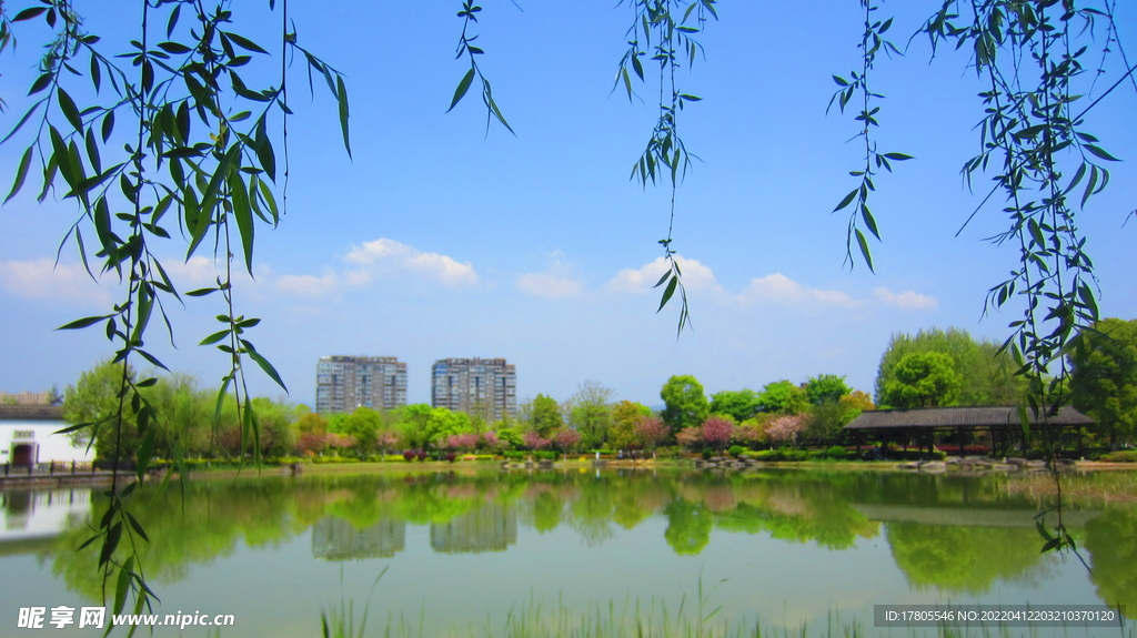 柳树美景视频 湖畔风景 微风吹