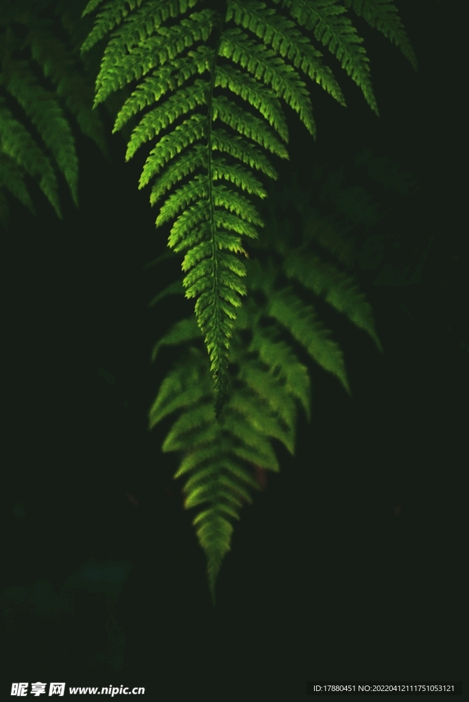 绿叶