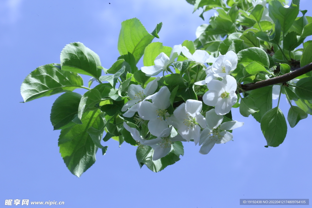 海棠花