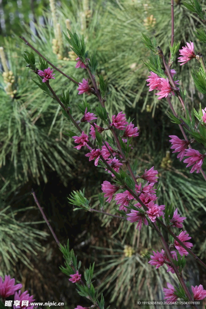 菊花桃 