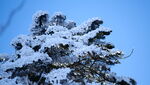 雪景