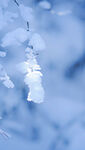 雪景