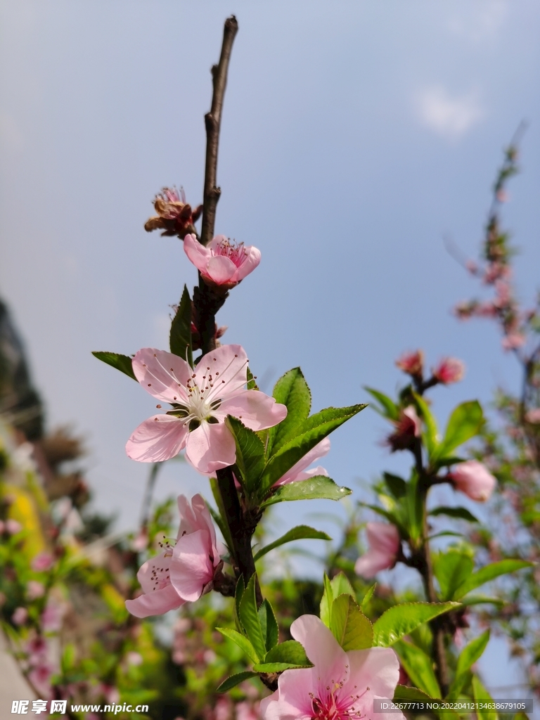 桃花