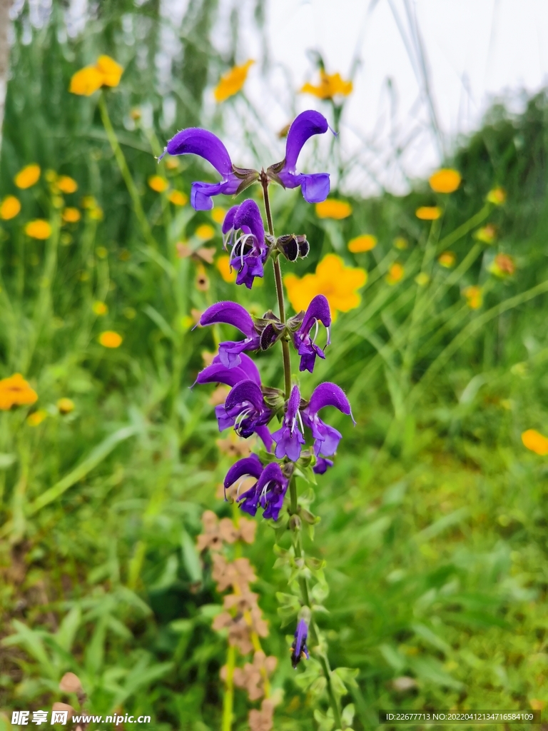 花