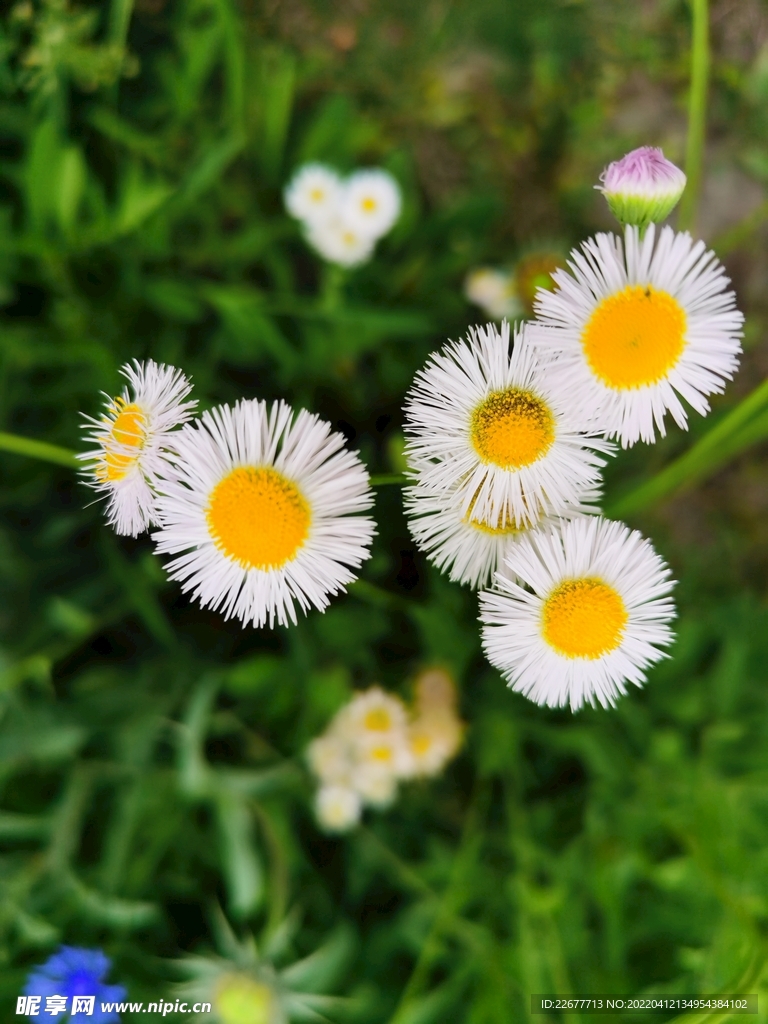 花