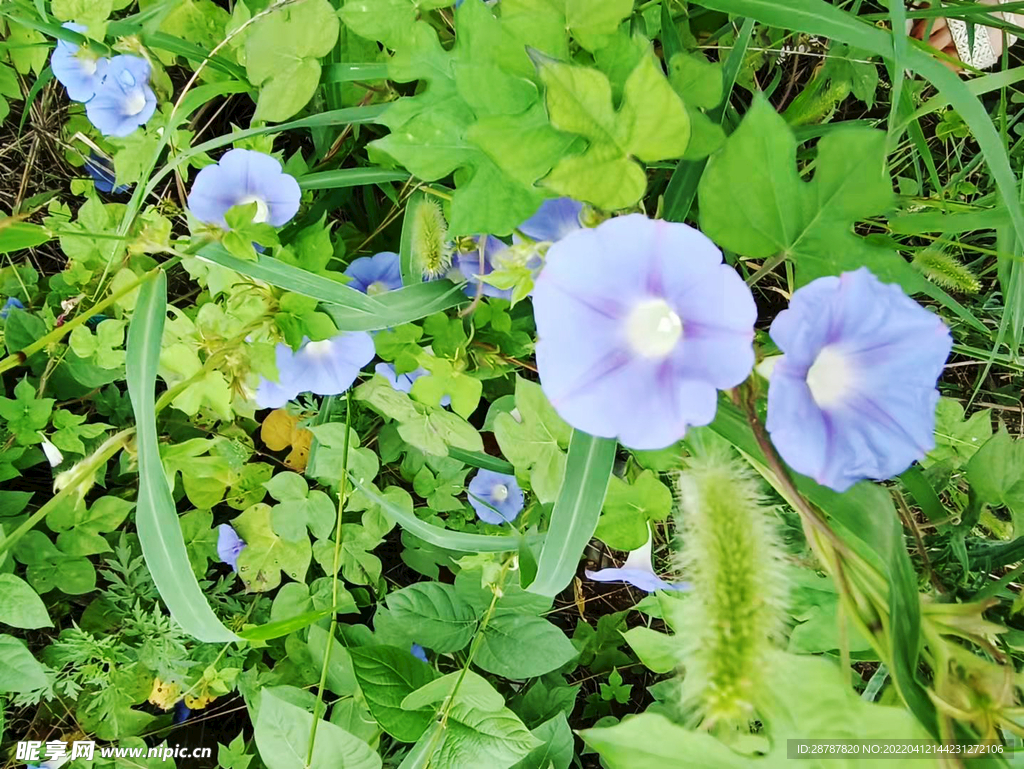 牵牛花
