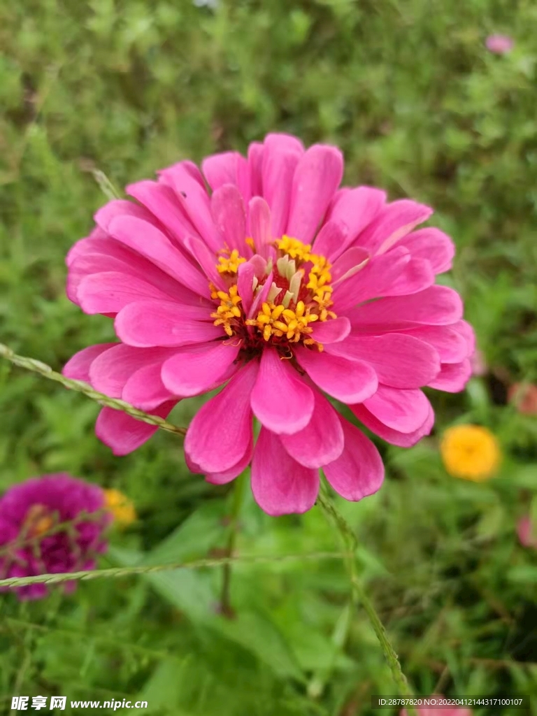 菊