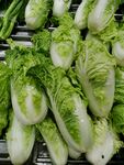 生菜