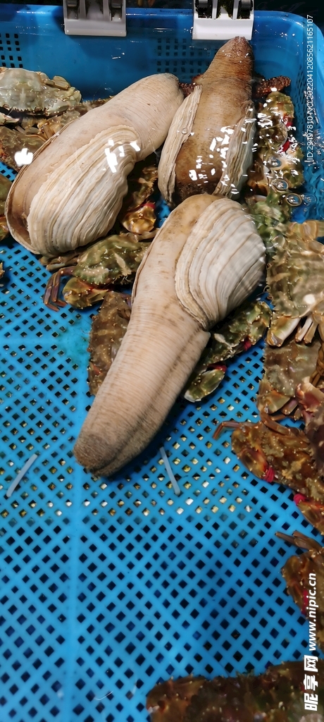 象拔蚌