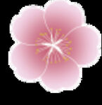 一朵樱花