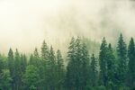 户外浓雾森林树木