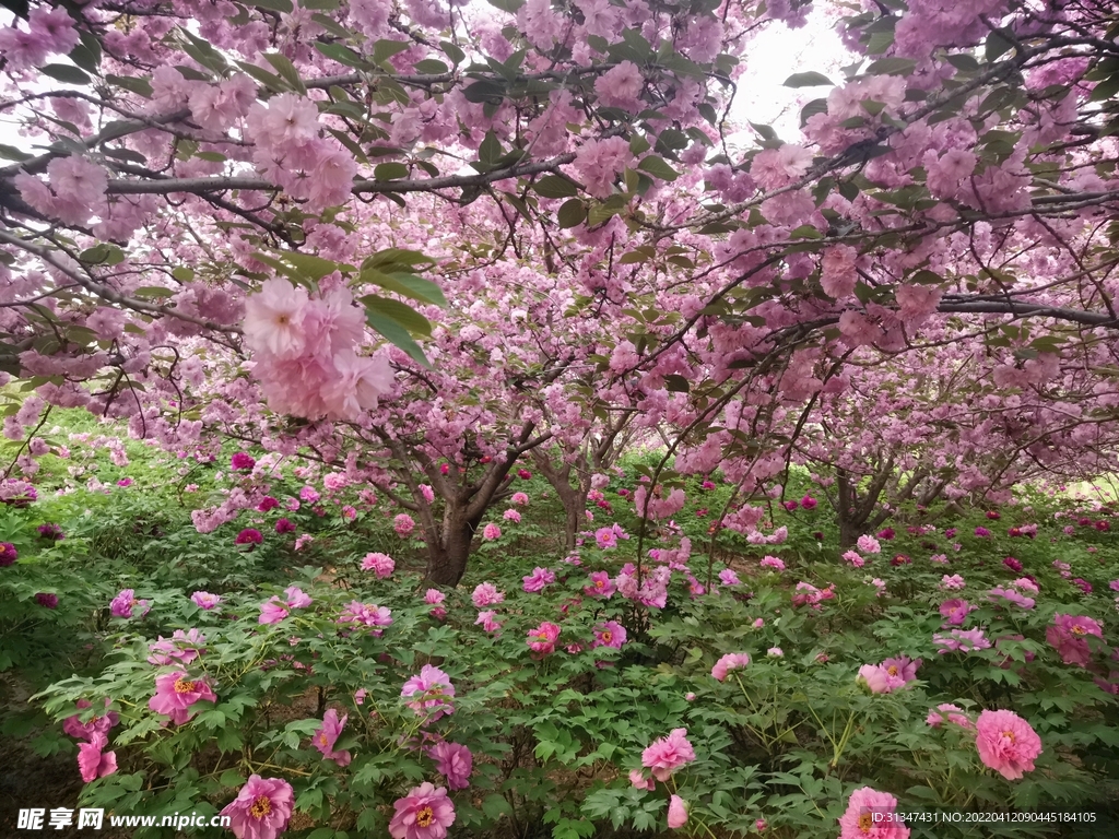 春天的花