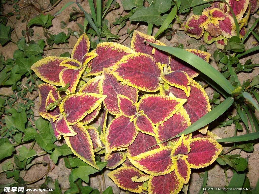 花草