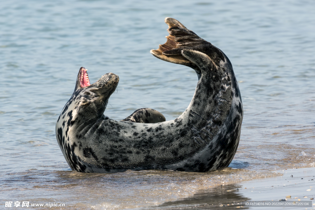 海豹  