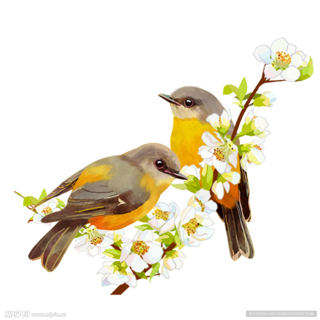 黄鹂 小鸟 