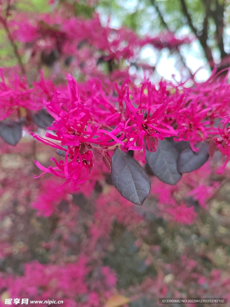 风景花卉元素图片