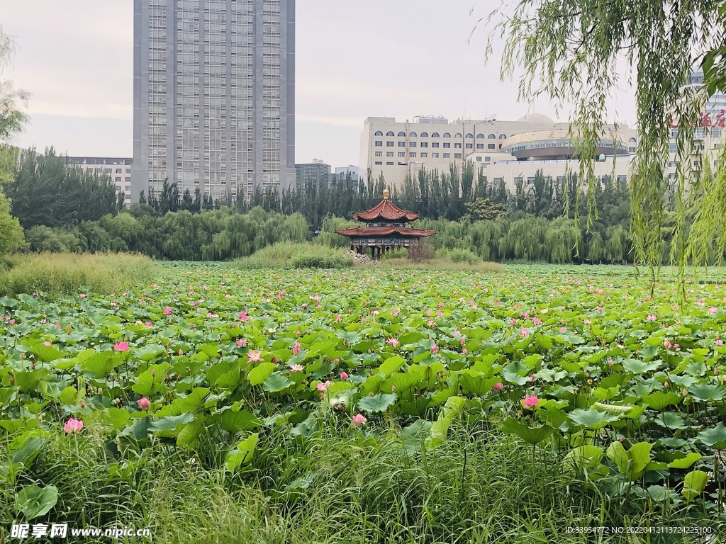 荷花