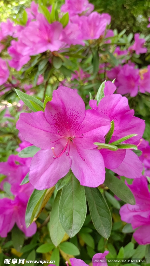 杜鹃花