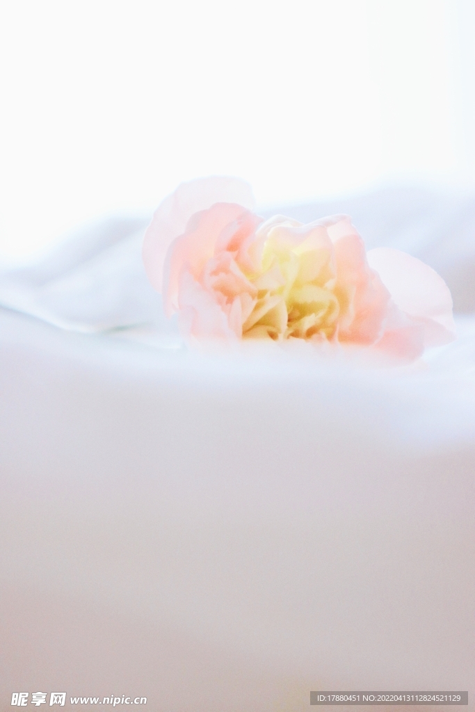 花卉