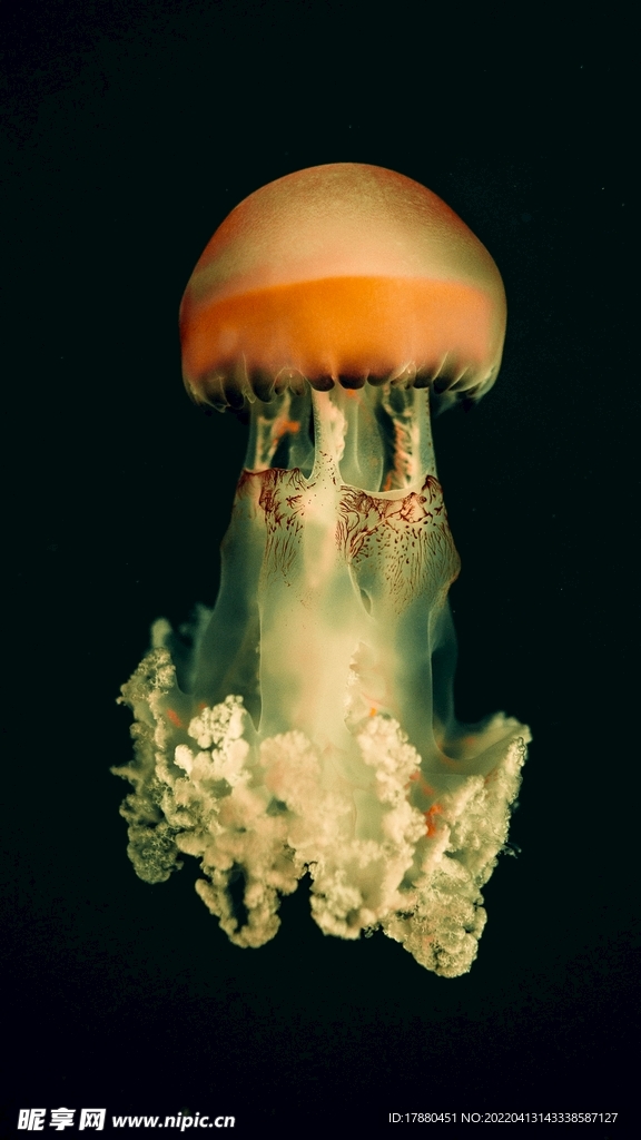 水母