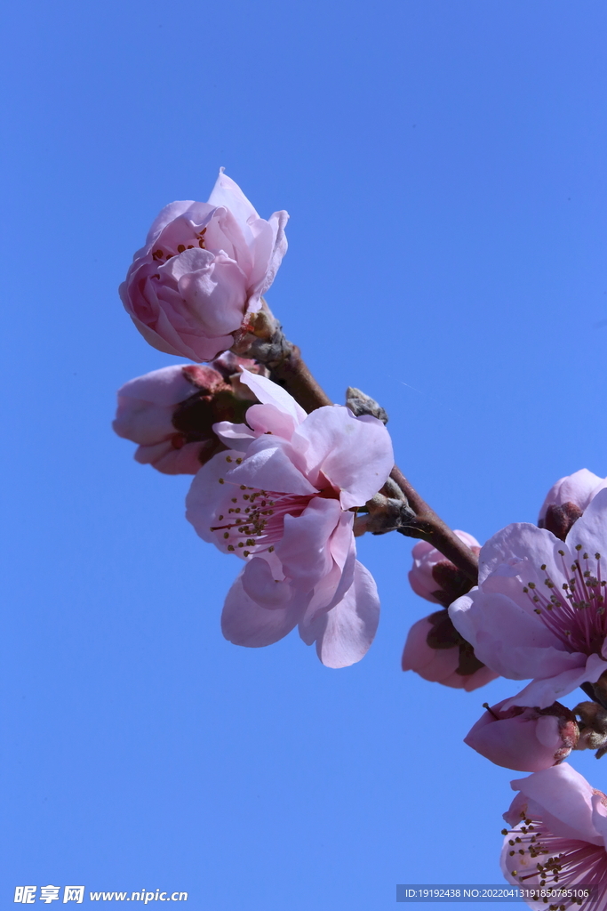 桃花