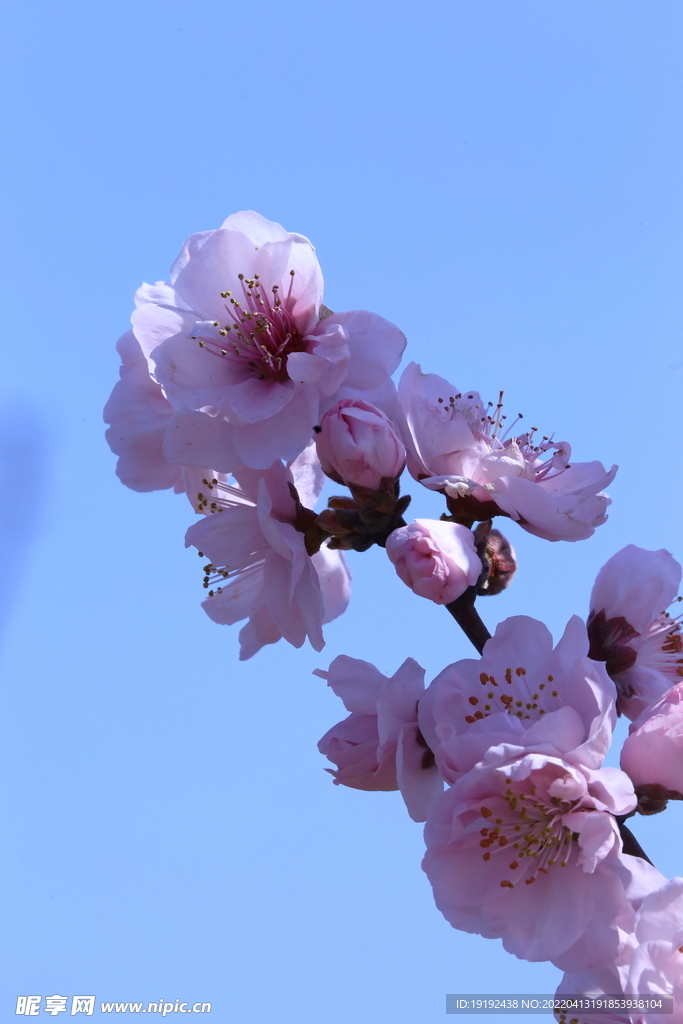 桃花 
