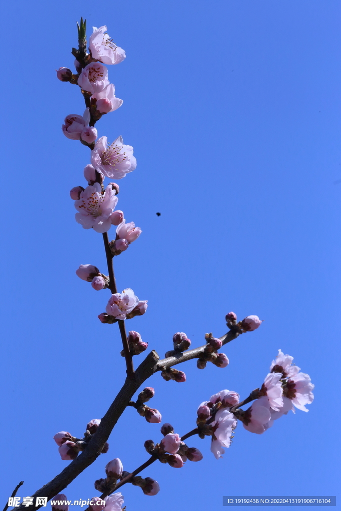 桃花 