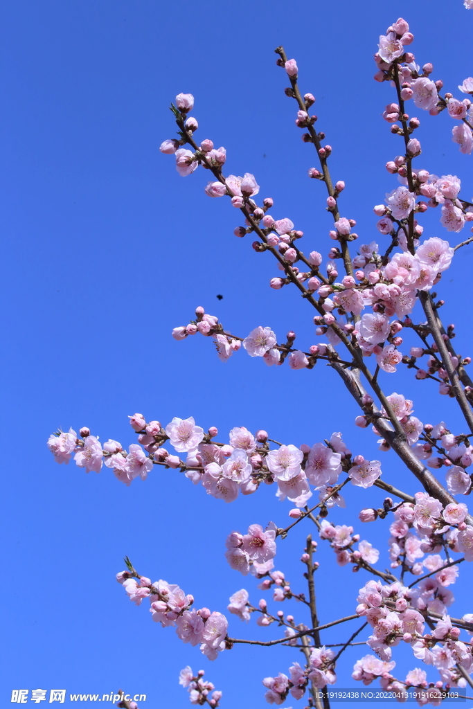 桃花 