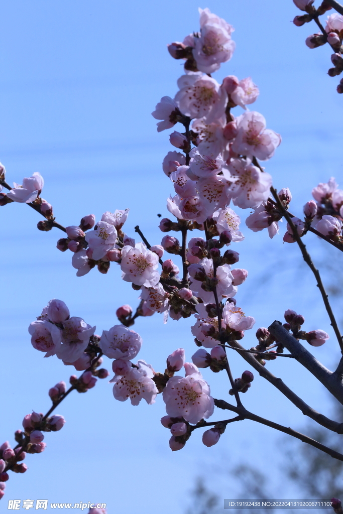 桃花 
