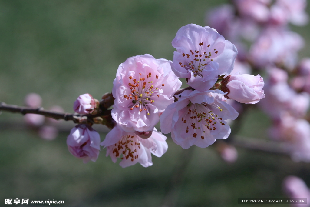 桃花