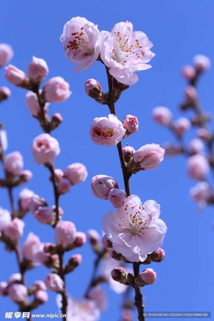 桃花 