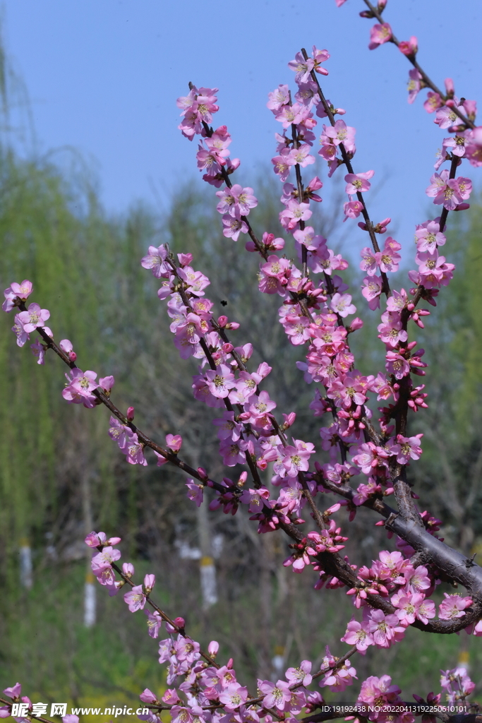 榆叶梅 