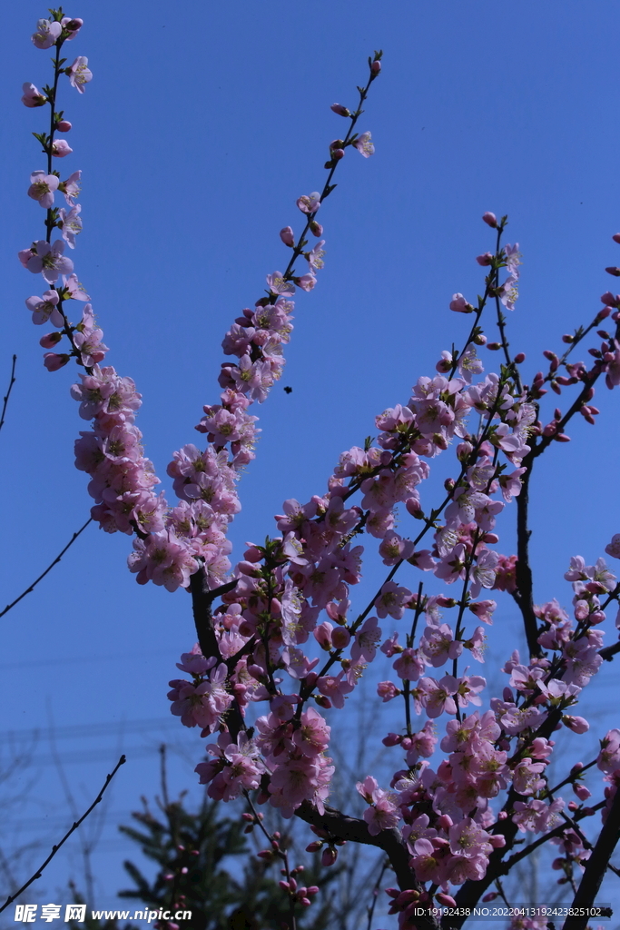 榆叶梅 