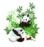 竹林熊猫