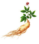 灵芝